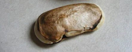 ଧରା ପଡିଲା ସରକାରଙ୍କ ମିଛ