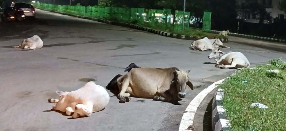 ରାଜ୍ୟରେ ଗୋ ସମସ୍ୟାର ସମାଧାନ !